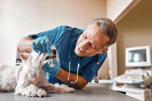 Best Pediatric Emergency Dentist in Odessa, FL